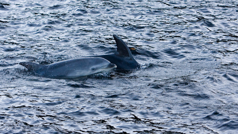 Bottlenose Dolphins